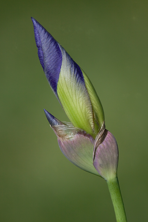 Iris Bud   P O'Malley